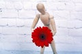 Wooden mannequin with red gerbera flower Royalty Free Stock Photo