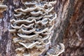 Wooden mushroom on weathered tree trunk closeup photo. Shelf mushroom decay on wooden trunk Royalty Free Stock Photo