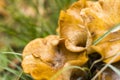 Wooden mushroom in the wild and forest, big edible mushroom Royalty Free Stock Photo