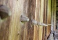 Wooden nails in rustic old door