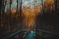 Wooden narrow bridge in the forest at sunset.