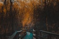 wooden narrow bridge in the forest at sunset. Wooden path