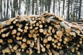 Wooden natural cut logs background. stack of logs. Royalty Free Stock Photo