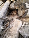 Wooden natural sawn a logs closeup, texture for background, top view, flat lay photo Royalty Free Stock Photo