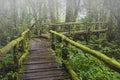 Wooden nature trail in tropical evergreen forest in Thailand Royalty Free Stock Photo