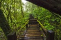 Wooden nature trails and trees in rainforest in Thailand Royalty Free Stock Photo