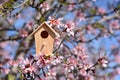 Nest house, in a tree full of almond blossoms