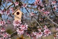 Nest house, in a tree full of almond blossoms