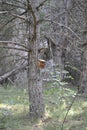 Wooden nest in a tree in the middle of a forest Royalty Free Stock Photo