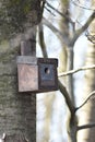 Nestbox hanging on a tree in the forest