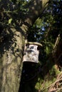 A wooden nestbox in a tree in a garden Royalty Free Stock Photo