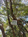 The wooden note sign board hanging on the tree in tropical forest mountain, Gunung Panti, Malaysia