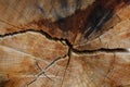 A wooden oak prism serves as a bench in the garden. for better drying of the wood, grooves are milled in the lower part, which pre Royalty Free Stock Photo