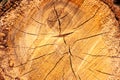 Wooden oak tree cut surface. Detailed warm dark brown and orange tones of a felled tree trunk.