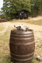 A Wooden Old barrel for Storing Alcoholic Beverages With a Cow Head Skull on Top of it