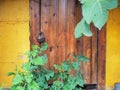 Wooden old door with padlock yellow cracked wall and green plants in the foreground Royalty Free Stock Photo