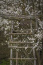 Wooden old high seat in fruit white tree in blossom on green meadow near pond