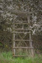 Wooden old high seat in fruit white tree in blossom on green meadow near pond