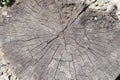 Wooden old stump, wood texture background. Sawn tree with cracks. Round cut down tree with annual rings