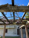 Wooden open gazebo near the villa, entwined with wisteria