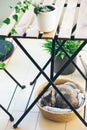 Devon Rex cat is sleeping inside the basket on the balcony under the table. Royalty Free Stock Photo