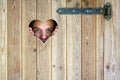 Wooden outdoor toilet with heart on the door. A man looks through a heart-shaped window.