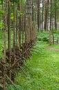 Wooden paling fence in scenic forest Royalty Free Stock Photo