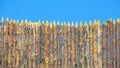 A wooden palisade made of logs sharpened on a sharp Royalty Free Stock Photo