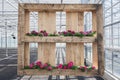 Wooden pallet decorated with petunias and geraniums in a greenhouse in The Netherlands Royalty Free Stock Photo