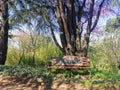 Wooden park bench under tall trees in spring Royalty Free Stock Photo