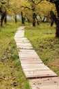 Wooden path in the autumn apple orchard, park Royalty Free Stock Photo