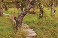 Wooden path in the autumn apple orchard, park Royalty Free Stock Photo