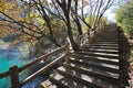 Wooden path in autumn forest