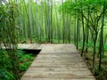 A wooden path through a bamboo forest Royalty Free Stock Photo