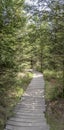 Wooden path bending in forest  near Oppenau, Black Forest, Germany Royalty Free Stock Photo