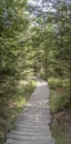 Wooden path bending in forest near Oppenau, Black Forest, Germany