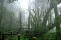 Wooden path covered by moss in misty tropical green forest Royalty Free Stock Photo