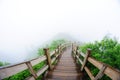 Wooden path in the Forest