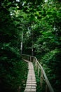 The wooden path in the forest leads. journey ahead. quiet lane. Wood plank walkway through woods. Place for text