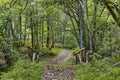 Wooden path in the forest. Muniellos natural park. Asturias Royalty Free Stock Photo