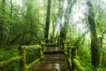 Wooden path and green moss in primitive forest, Evergreen forest