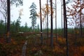 Wooden path of hiking trail Bruksleden in forest in autumn season Royalty Free Stock Photo