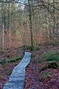Wooden path dolmen autumn forest, Hoegne, Ardennes, Belgium Royalty Free Stock Photo