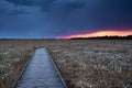 Wooden path on marsh with cotton grass at sunset Royalty Free Stock Photo