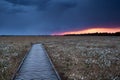 Wooden path on marsh with cotton grass at sunset