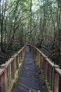 wooden path in the middle of the mangrove forest Royalty Free Stock Photo