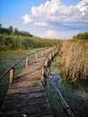 Wooden path over the swamp at sunset Royalty Free Stock Photo