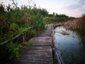 Wooden path over the swamp at sunset Royalty Free Stock Photo