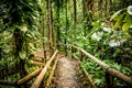 wooden path in rainforest tropical jungle background Royalty Free Stock Photo