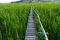 Wooden path in the reed field. Path through the reeds. The reed from Sic, Cluj, Romania